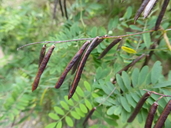 Indigofera australis