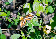 Ethilia Longwing Butterfly