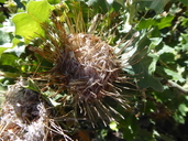 Banksia undata