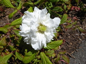 Rubus rosifolius var. coronarius