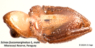 Scinax fuscomarginatus