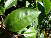 Prunus lusitanica var. azorica