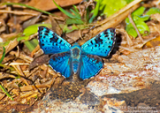 Shining-blue Lasaia Butterfly