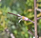 Boechera pauciflora