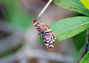 Hermas Crescent Butterfly