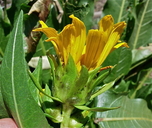 Wyethia amplexicaulis