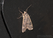 Dotted Clay Moth