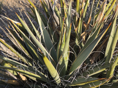 Yucca harrimaniae