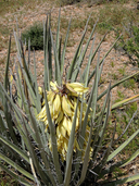 Yucca baccata