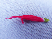 Salvia elegans