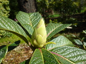 Rhododendron goreri