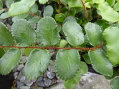 Pellaea rotundifolia