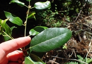 Quercus parvula var. shrevei