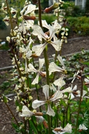 Eruca vescicaria ssp. sativa