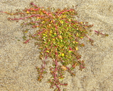 Chenopodium macrospermum