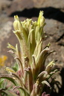 Castilleja pilosa var. steenensis