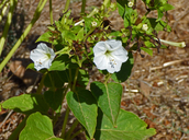 Nicotiana acuminata var. multiflora