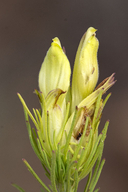 Cordylanthus wrightii ssp. tenuilobus