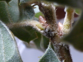 Quercus sp.