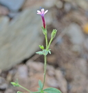 Allophyllum divaricatum