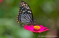 Papilio clytia lankeswara