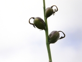 Manfreda singuliflora