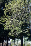 Platanus X acerifolia