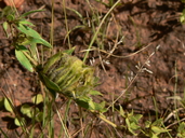 Crabbea angustifolia