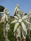 Aloe tomentosa