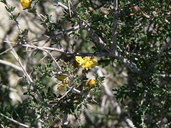 Coelogyne ramosissima