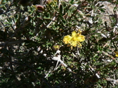 Coelogyne ramosissima