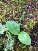 Platanthera orbiculata
