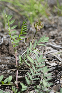 Astragalus humistratus var. humistratus