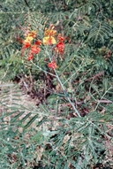 Caesalpinia pulcherrima