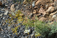 Packera eurycephala var. lewisrosei