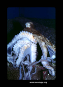 Octopus cyanea