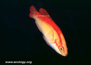 Flame Wrasse