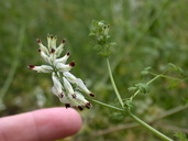 Fine-leaved Fumitory