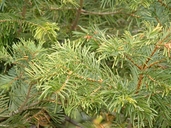 Abies concolor var. lowiana