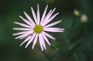 Aster sp.