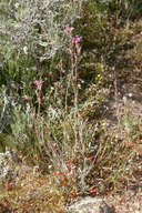 Arabis sparsiflora