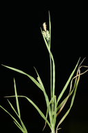 Carex aurea