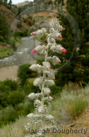 Cirsium occidentale var. candidissimum