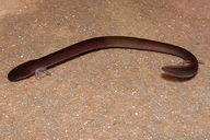 Fish Eel