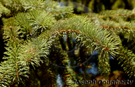 Picea engelmannii