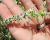 Flat-spine Burr-ragweed