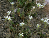 Minuartia nuttallii ssp. gracilis