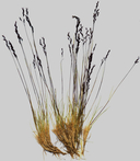 Purple Reedgrass