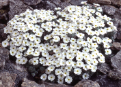 Androsace robusta ssp. breviscapa