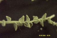 Petalonyx thurberi